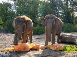 Deretan Hewan yang Sudah Eksis di Bumi Sebelum Manusia Ada