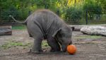 Momen Lucu Gajah-Gajah Oregon Rayakan Halloween Momen Lucu Gajah-Gajah Oregon Rayakan Halloween