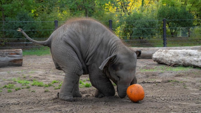 Momen Lucu Gajah-Gajah Oregon Rayakan Halloween An elephant calf, Tula-Tu plays with a pumpkin, as the Oregon Zoo celebrates Halloween during the 27th annual Squishing of the Squash, in Portland, Oregon, U.S., October 16, 2025. Oregon Zoo/Handout via REUTERS THIS IMAGE HAS BEEN SUPPLIED BY A THIRD PARTY. MANDATORY CREDIT. VERIFICATION: - Location and date verified by additional information from source TPX IMAGES OF THE DAY
