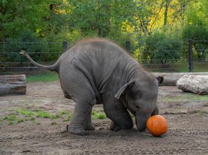 Momen Lucu Gajah-Gajah Oregon Rayakan Halloween