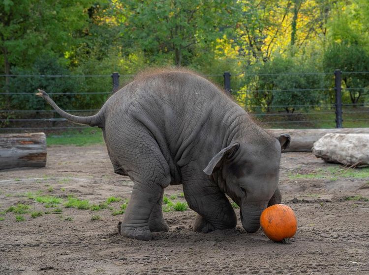 Momen Lucu Gajah-Gajah Oregon Rayakan Halloween