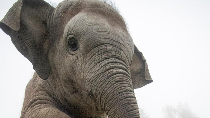 Sekeluarga di Pekanbaru Diserang Gajah, 1 Bocah Dievakuasi ke RS