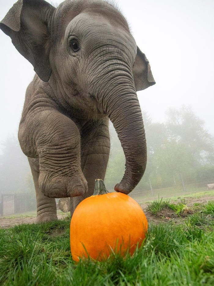 Momen Lucu Gajah-Gajah Oregon Rayakan Halloween An elephant calf, Tula-Tu plays with a pumpkin, as the Oregon Zoo celebrates Halloween during the 27th annual Squishing of the Squash, in Portland, Oregon, U.S., October 16, 2025. Oregon Zoo/Handout via REUTERS    THIS IMAGE HAS BEEN SUPPLIED BY A THIRD PARTY. MANDATORY CREDIT.  VERIFICATION: - Location and date verified by additional information from source      TPX IMAGES OF THE DAY