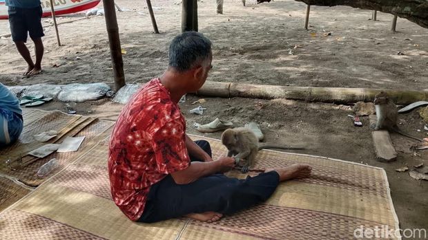 Para pedagang di Pantai Pangandaran sudah terbiasa dengan kehadiran monyet. Para pedagang di Pantai Pangandaran sudah terbiasa dengan kehadiran monyet.