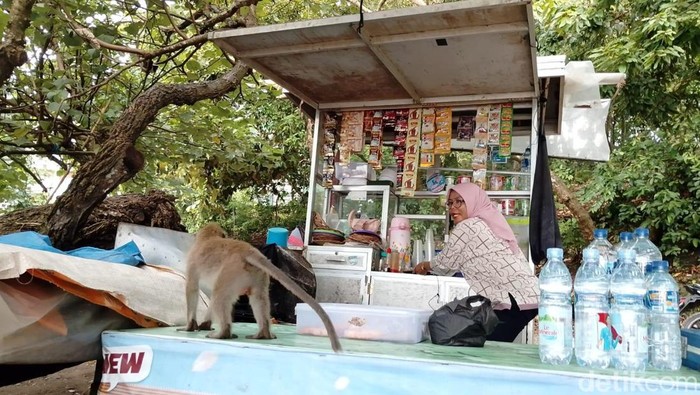 Para pedagang di Pantai Pangandaran sudah terbiasa dengan kehadiran monyet. Para pedagang di Pantai Pangandaran sudah terbiasa dengan kehadiran monyet.