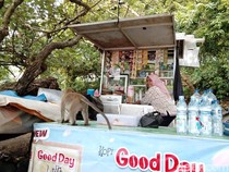 Berdamai dengan Monyet ala Pedagang di Pantai Pangandaran