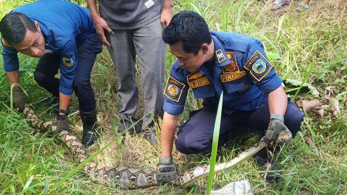 Petugas damkar saat mengevakuasi ular sanca di Kuningan Petugas damkar saat mengevakuasi ular sanca di Kuningan