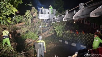 Pohon Beringin Raksasa Tumbang Tutup Jalan Arah Stasiun Bogor Pohon Beringin Raksasa Tumbang Tutup Jalan Arah Stasiun Bogor