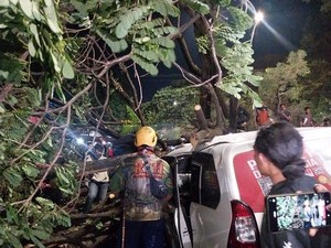 Pohon Tumbang Timpa Mobil di Jalan Urip Sumoharjo Makassar