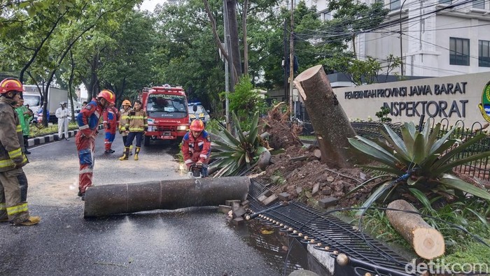 Pohon Tumbang Bikin Lalin di Jalan Surapati Bandung Macet