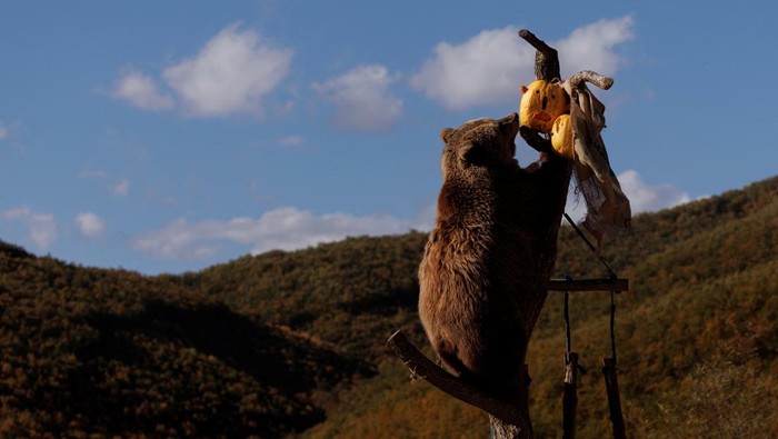 Potret Beruang yang Diselamatkan Rayakan Halloween dengan Pesta Labu Brown bears rescued from restaurant cages across Kosovo and Albania, walk at the Four Paws Bear Sanctuary in Mramor near Pristina, Kosovo October 24, 2025. REUTERS/Valdrin Xhemaj