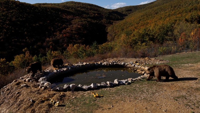 Potret Beruang yang Diselamatkan Rayakan Halloween dengan Pesta Labu Brown bears rescued from restaurant cages across Kosovo and Albania, walk at the Four Paws Bear Sanctuary in Mramor near Pristina, Kosovo October 24, 2025. REUTERS/Valdrin Xhemaj