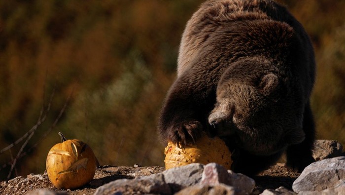 Potret Beruang yang Diselamatkan Rayakan Halloween dengan Pesta Labu Brown bears rescued from restaurant cages across Kosovo and Albania, walk at the Four Paws Bear Sanctuary in Mramor near Pristina, Kosovo October 24, 2025. REUTERS/Valdrin Xhemaj