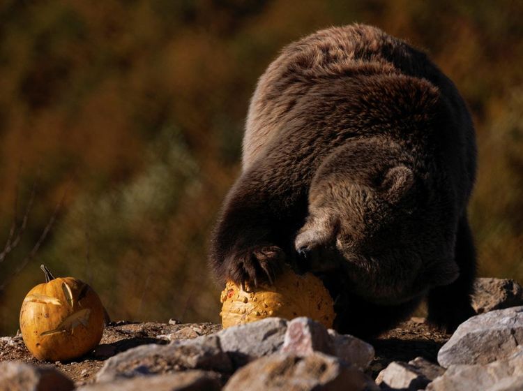 Potret Beruang yang Diselamatkan Rayakan Halloween dengan Pesta Labu