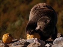 Potret Beruang yang Diselamatkan Rayakan Halloween dengan Pesta Labu
