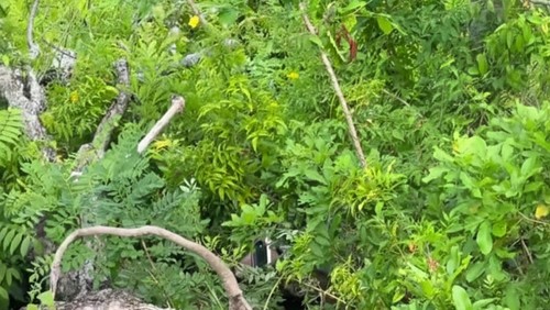 Semak-semak lokasi WNA terjatuh dekat turunan ekstrem Jalan Pohcaboll, Desa Pejukutan, Kecamatan Nusa Penida, Klungkung, Minggu (26/10/2025) sore. (Dok. Polsek Nusa Penida)