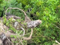 Viral WNA Terjatuh di Jalan Turunan Ekstrem Nusa Penida-Masuk Semak-semak