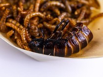 Tren Makan Ulat Tepung demi Hidup Irit