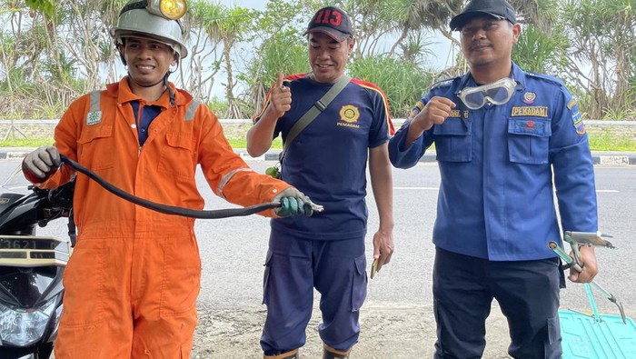 Ular Kobra Jawa yang ditangkap Damkar Pangandaran Ular Kobra Jawa yang ditangkap Damkar Pangandaran