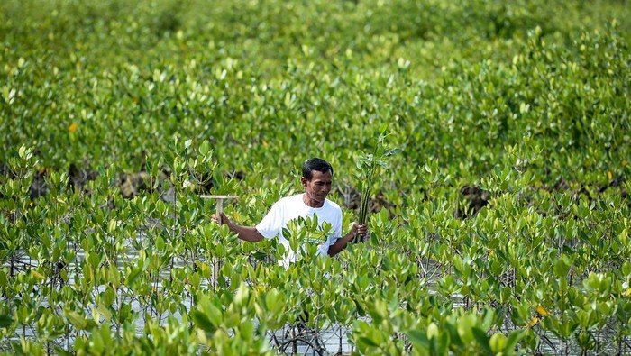 Foto udara tambak yang dibangun di sebelah kawasan konservasi mangrove di Mauk, Kabupaten Tangerang, Banten, Senin (27/10/2025). Menteri Lingkungan Hidup Hanif Faisol Nurofiq menyatakan pemerintah berencana merehabilitasi sekitar 750 ribu hektare lahan mangrove yang kini telah beralih fungsi sebagai upaya menyelamatkan ekosistem pesisir Indonesia. ANTARA FOTO/Putra M. Akbar/YU