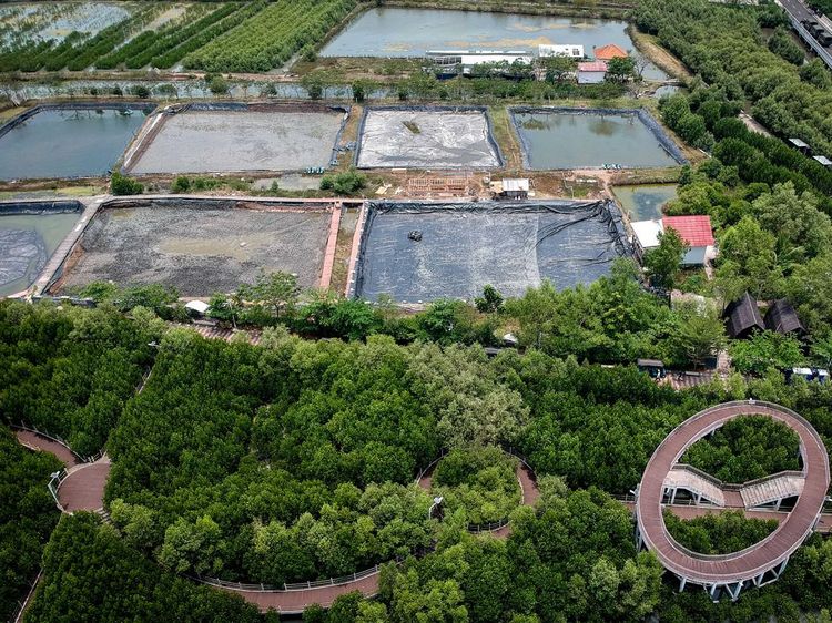 Wacana Rehabilitasi Besar-Besaran Lahan Mangrove yang Beralih Fungsi