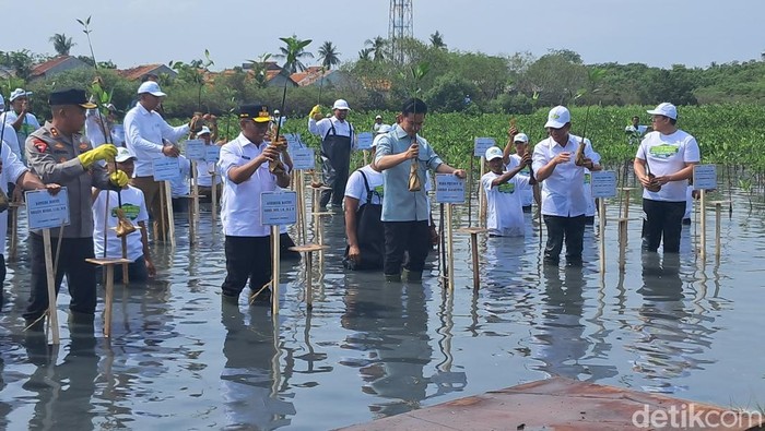 Wapres Gibran menanam mangrove di Taman Mangrove Ketapang, Kabupaten Tangerang, Banten. (Arief/detikcom) Wapres Gibran menanam mangrove di Taman Mangrove Ketapang, Kabupaten Tangerang, Banten. (Arief/detikcom)