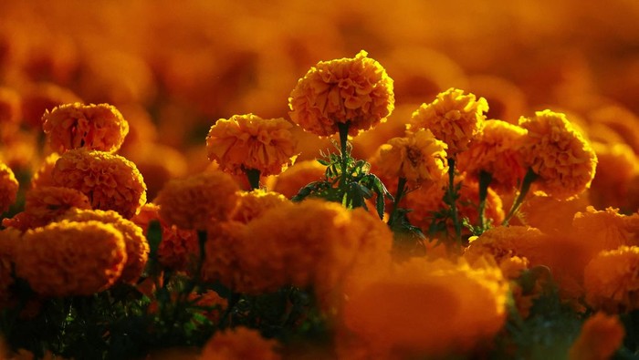 Hamparan Bunga Marigold Warnai Hari Arwah di Meksiko City Mexican Marigolds (Cempasuchil), part of the Day of the Dead mega offering to honor the 700th anniversary of the founding of Tenochtitlan at Zocalo Square, in Mexico City, Mexico, October 27, 2025. REUTERS/Raquel Cunha