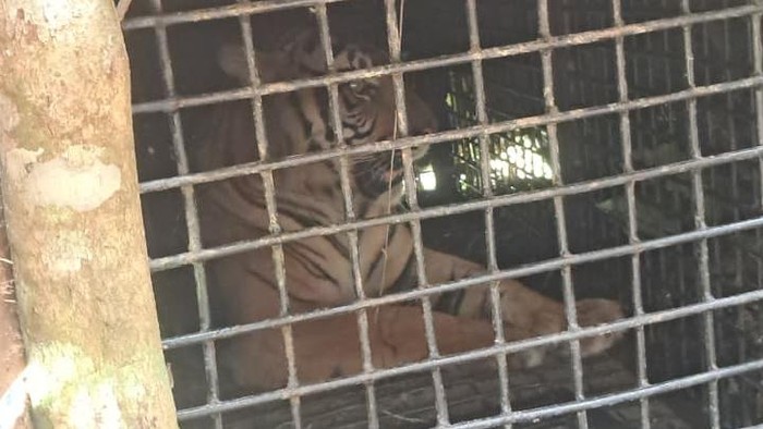 Harimau Sumatera terperangkap dalam kandang jebak di Lampung Barat