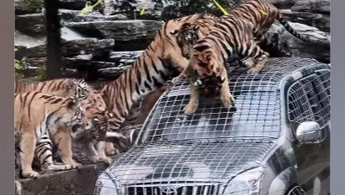 Kebun binatang cari sopir untuk kasih makan harimau Kebun binatang cari sopir untuk kasih makan harimau