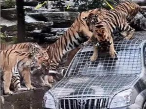 Info Loker! Kebun Binatang Ini Cari Sopir Feeding Animal Bergaji Rp 116 Juta