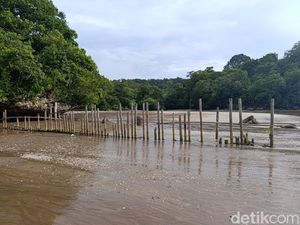 Pager Laut TWA Cagar Alam Pangandaran Jebol, Kawanan Rusa Berkeliaran Bebas