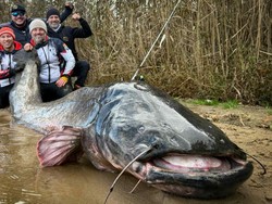 Lele Raksasa Hampir 3 Meter Ditangkap, Ukir Rekor Dunia
