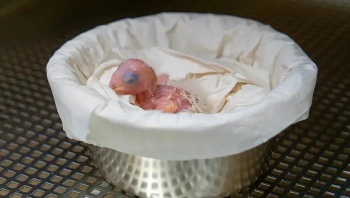 Macaw Spix Burung Macaw Spix sudah dinyatakan punah di alam liar. Kini ada harapan baru, setelah telur spesies tersebut berhasil menetas.