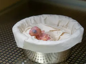 Dinyatakan Punah di Alam Liar, Anak Burung Macaw Spix Menetas