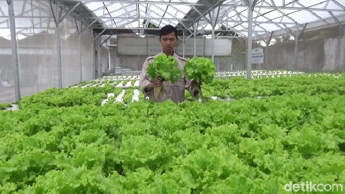 Petani sayur hidroponik di Lumajang Petani sayur hidroponik di Lumajang