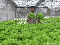 Petani Hidroponik Lumajang Cuan Puluhan Juta dari Program MBG
