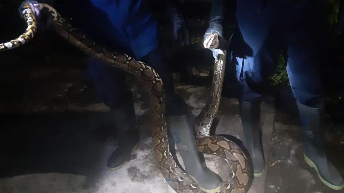 Qulning ogziga siyish surati Jamoat transportida etak ostida josuslik qilishdi