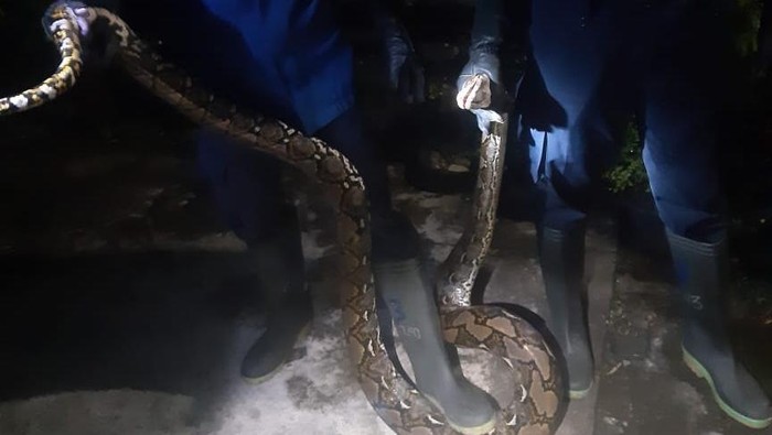 Petugas Damkar mengevakuasi ular sanca 2 meter di Bandungan, Karangtalun, Imogiri, Bantul, Selasa (28/10/2025). Petugas Damkar mengevakuasi ular sanca 2 meter di Bandungan, Karangtalun, Imogiri, Bantul, Selasa (28/10/2025).