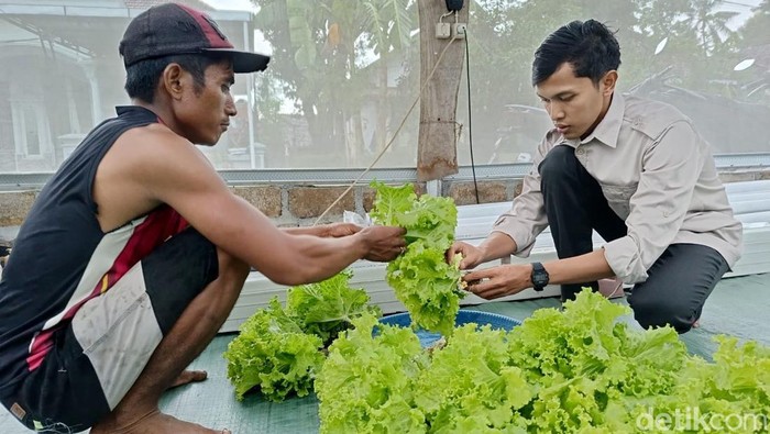 Progam Makan Bergizi Gratis bikin petani Lumajang cuan besar Progam Makan Bergizi Gratis bikin petani Lumajang cuan besar