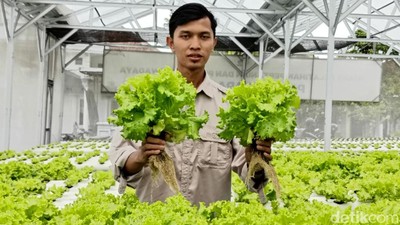 Progam Makan Bergizi Gratis Bikin Petani Lumajang Cuan Besar