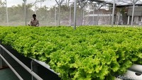 Harga selada hidroponik produksi Arif dibanderol Rp28 ribu per kilogram. Permintaan yang terus naik membuatnya menambah satu unit greenhouse baru untuk memenuhi kebutuhan pasar.
