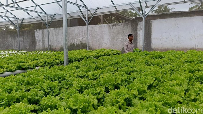Progam Makan Bergizi Gratis bikin petani Lumajang cuan besar Progam Makan Bergizi Gratis bikin petani Lumajang cuan besar