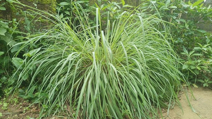 Tanaman Sereh atau Serai Tanaman yang Tidak Disukai Kucing untuk Pengusir agar Tak Berak Sembarangan