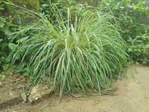 10 Tanaman yang Tidak Disukai Kucing untuk Pengusir agar Tak Berak Sembarangan