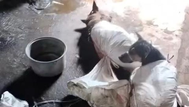 Tangkapan layar anjing-anjing yang diduga diperjualbelikan dagingnya di kawasan Bantul. Foto diunggah Selasa (28/10/2025).