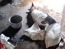 Alasan Dinkes DIY Belum Usulkan Perda Larangan Konsumsi Daging Anjing