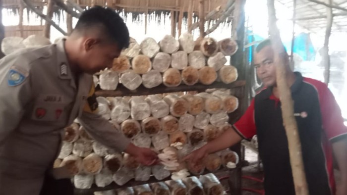 Bhabinkamtibmas di Kota Dumai, Riau, sukses dampingi warga dalam budidaya jamur hingga cabai. Bhabinkamtibmas di Kota Dumai, Riau, sukses dampingi warga dalam budidaya jamur hingga cabai.
