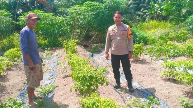 Bhabinkamtibmas di Kota Dumai, Riau, sukses dampingi warga dalam budidaya jamur hingga cabai. Bhabinkamtibmas di Kota Dumai, Riau, sukses dampingi warga dalam budidaya jamur hingga cabai.