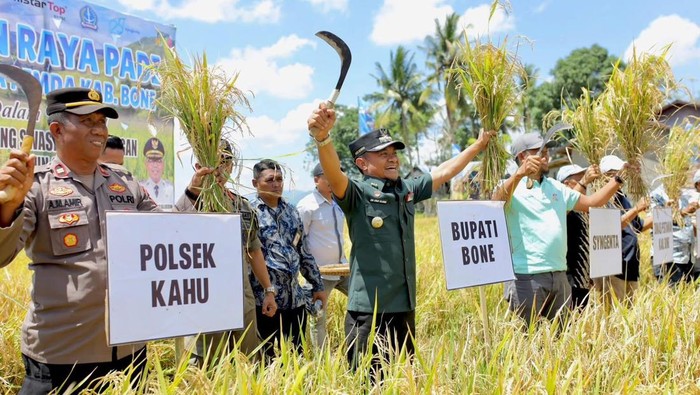 Bupati Bone Andi Asman Sulaiman saat melakukan panen raya di Kecamatan Kahu. Agung Pramono/detikSulsel Bupati Bone Andi Asman Sulaiman saat melakukan panen raya di Kecamatan Kahu. Agung Pramono/detikSulsel