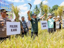 Bone Jadi Penghasil Beras Terbesar ke-5 di Indonesia, Bupati Apresiasi Petani